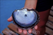 Geöffnete Perlauster mit schwarzer Perle (Französisch Polynesien)