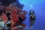 Taucherin erkundet ein farbenprächtiges Korallenriff (Fiji, Pazifik)