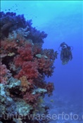 Taucherin erkundet ein farbenprächtiges Korallenriff (Fiji, Pazifik)