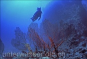 Taucherin erkundet ein Korallenriff (Fiji, Pazifik)