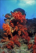 Farbenprächtiges Korallenriff (Fiji, Pazifik)