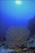 Korallenriff (Fiji, Pazifik)