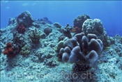 Das von der Korallenbleiche zerstörte Riffdach erholt sich nur langsam (Fiji, Pazifik)