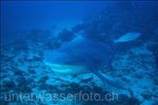 Ein grosser Bullenhai / Stierhai  (Carcharhinus leucas) nähert sich neugierig der Kamera (Fiji, Pazifik)