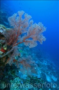 Roter Riesen-Knotenfächer (Melithaea ochracea) am Riff des Bunaken Nationalparks (Celebes-See, Manado, Indonesien). - Red sea fan, Bunaken National Park (Celebes-Sea, Manado, Indonesia).