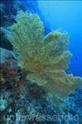Gelber Seefächer (Acanthogorgonia sp.) am Riff des Bunaken Nationalparks (Celebes-See, Manado, Indonesien). - Yellow sea fan, Bunaken National Park (Celebes-Sea, Manado, Indonesia).
