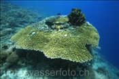 Tischkoralle (Acropora clathrata) im Riff des Bunaken Nationalparks (Celebes-See, Manado, Indonesien). - Table coral, Bunaken National Park (Celebes-Sea, Manado, Indonesia).