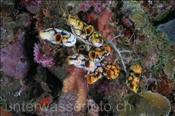 Gold Seescheiden (Polycarpa aurata) besiedeln ein Korallenriff (Celebes-See, Manado, Indonesien) - Golden Sea Squirt (Celebes-Sea, Indonesia)