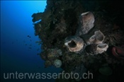 Vasenschwamm (Xestopongia sp.) besiedeln ein steil abfallendes Korallenriff (Celebes-See, Manado, Indonesien) - Barrel Sponge (Celebes-Sea, Indonesia)