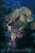 Elefantenohrschwamm (Lanthella basta) am einem steil abfallenden Korallenriff (Celebes-See, Manado, Indonesien) - Elephant Ear Sponge (Celebes-Sea, Manado; Indonesia)
