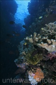 Korallenriff im Bunaken Nationalpark (Celebes-See, Manado, Indonesien). - Coral reef, Bunaken National Park (Celebes-Sea, Manado, Indonesia).