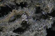 Die Hummelgarnele (Gnathophyllum americanum) frisst die Füsschen von Seeigeln oder Seesternen (Celebes-See, Manado, Indonesien) - Striped Bumblebee Shrimp (Celebes-Sea, Indonesia)