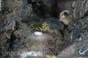 Die Hummelgarnele (Gnathophyllum americanum) frisst die Füsschen von Seeigeln oder Seesternen (Celebes-See, Manado, Indonesien) - Striped Bumblebee Shrimp (Celebes-Sea, Indonesia)