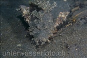 Ein Teufelsfisch (Inimicus didactylus) läuft auf zwei Brustflossenstrahlen über den Sandgrund (Celebes-See, Manado, Indonesien) - Devilfish (Celebes-Sea, Manado, Indonesia)