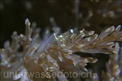Partnergarnele (Periclimenes brevicarpalis) auf einer Anemone (Actinodendron glomeratum), (Celebes-See, Manado, Indonesien) - Pacific Clown Anemone Shrimp (Celebes-Sea, Indonesia)