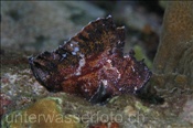 Der Schaukelfisch (Taeniaotus triacanthus) gehört zur Familie der Skorpionsfische (Celebes-See, Manado, Indonesien) - Leaffish (Celebes-Sea, Manado, Indonesia)