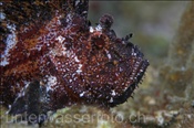 Der Schaukelfisch (Taeniaotus triacanthus) gehört zur Familie der Skorpionsfische (Celebes-See, Manado, Indonesien) - Leaffish (Celebes-Sea, Manado, Indonesia)