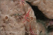 Tanzgarnelen (Rhynchocinetes durbanensis) auf einem Schwamm (Celebes-See, Manado, Indonesien) - Hingebeak shrimp (Celebes-Sea, Indonesia)