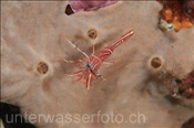 Tanzgarnele (Rhynchocinetes durbanensis) auf einem Schwamm (Celebes-See, Manado, Indonesien) - Hingebeak shrimp (Celebes-Sea, Indonesia)