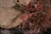 Die Durban Tanzgarnele (Rhynchocinetes durbanensis) ist die von Tauchern am häufigsten entdeckte Tanzgarnelenart (Celebes-See, Manado, Indonesien) - Hingebeak shrimp (Celebes-Sea, Indonesia)