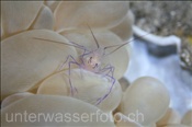 Die Blasenkorallen-Garnele (Vir philippinensis) lebt ausschliesslich in der Blasenkoralle Plerogyra sinuosa (Celebes-See, Manado, Indonesien) - Bubblecoral shrimp (Celebes-Sea, Indonesia)