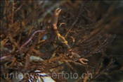 Eine Korallenkrabbe (Quadrella maculosa) in Verteidungsstellung (Celebes-See, Manado, Indonesien) - Black Coral Crab (Celebes-Sea, Indonesia)