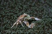 Der Punkttupfen-Anemonenkrebs (Neopetrolisthes maculatus) lebt auf Seeanemonen (Celebes-See, Manado, Indonesien) - Spotted Porcelain Crab (Celebes-Sea, Indonesia)