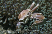 Der Punkttupfen-Anemonenkrebs (Neopetrolisthes maculatus) lebt auf Seeanemonen (Celebes-See, Manado, Indonesien) - Spotted Porcelain Crab (Celebes-Sea, Indonesia)