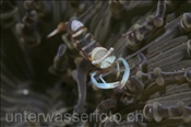 Eine Pracht-Partnergarnele (Periclimenes magnificus) lebt in einer Glasperlen-Anemone (Heteractis aurora), (Celebes-See, Manado, Indonesien) - Magnificant shrimp (Celebes-Sea, Indonesia)