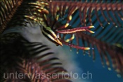 Die Federstern-Springkrabbe (Allogalathea elegans) lebt gut getarnt in Federsternen (Comaster multibranchiatus), (Celebes-See, Manado, Indonesien) - Elegant Squad lobster on Featherstar (Celebes-Sea, Indonesia)