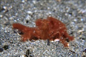 Der Körper der Orang-Utan Krabbe (Achaeus japonicus) ist mit feinen Borsten überzogen (Celebes-See, Manado, Indonesien) - Orang-Utan Crab (Celebes-Sea, Indonesia)