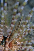 Seeigel-Partnergarnele (Stegopontonia commensalis) auf Halm-Diademseeigel (Echinotrix calamaris), (Celebes-See, Manado, Indonesien) - Sea Urchin Shrimp on Banded Sea Urchin (Celebes-Sea, Indonesia)
