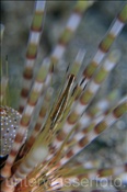 Seeigel-Partnergarnele (Stegopontonia commensalis) auf Halm-Diademseeigel (Echinotrix calamaris), (Celebes-See, Manado, Indonesien) - Sea Urchin Shrimp on Banded Sea Urchin (Celebes-Sea, Indonesia)