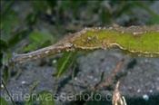 Die Doppelenden-Seenadel (Syngnathoides biculeatus) versteckt sich gerne im Seegras (Celebes-See, Manado, Indonesien) - Double Ended Pipefish (Celebes-Sea, Manado, Indonesia)