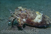Nadelsepie (Sepia aculeata) am Sandgrund der Celebes-See (Manado, Indonesien) - Needle Cuttlefish (Celebes-Sea, Indonesia)