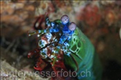 Der Fangschreckenkrebs (Odontodactylus scyllarus) fängt seine Bute durch starke Faustschläge seiner Scheren (Celebes-See, Manado, Indonesien) - Mantis shrimp (Celebes-Sea, Indonesia)