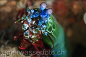 Der Fangschreckenkrebs (Odontodactylus scyllarus) fängt seine Bute durch starke Faustschläge seiner Scheren (Celebes-See, Manado, Indonesien) - Mantis shrimp (Celebes-Sea, Indonesia)