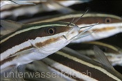 Der Gestreifte Korallenwels (Plotosus lineatus) besitzt hochgiftige Flossenstrahlen (Celebes-See, Manado, Indonesien) -Striped Catfish (Celebes-Sea, Manado, Indonesia)