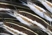 Der Gestreifte Korallenwels (Plotosus lineatus) besitzt hochgiftige Flossenstrahlen (Celebes-See, Manado, Indonesien) -Striped Catfish (Celebes-Sea, Manado, Indonesia)