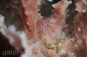 Der Körper der Schwamm-Springkrabbe (Lauriea siagiani) ist mit vielen Borsten bedeckt (Celebes-See, Manado, Indonesien) - Pink Squad Lobster (Celebes-Sea, Indonesia)