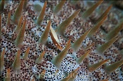 Seestern-Garnele (Periclimenes soror) auf einer Dornenkrone (Acanthaster planci), (Celebes-See, Manado, Indonesien) - Starfish Shrimp on Crown-of-Thorns Starfish (Celebes-Sea, Indonesia)