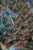 Seestern-Garnele (Periclimenes soror) auf einer Dornenkrone (Acanthaster planci), (Celebes-See, Manado, Indonesien) - Starfish Shrimp on Crown-of-Thorns Starfish (Celebes-Sea, Indonesia)