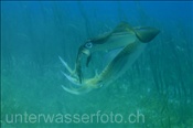 Grossflossen-Riffkalmare (Sepioteuthis lessoniana) bei der Paarung im Flachwasserbereich der Celebes-See (Manado, Indonesien) - Bigfin Reef Squids mating (Celebes-Sea, Indonesia)