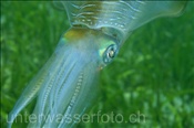 Grossflossen-Riffkalmar (Sepioteuthis lessoniana) im Flachwasserbereich der Celebes-See (Manado, Indonesien) - Bigfin Reef Squid (Celebes-Sea, Indonesia)