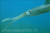 Grossflossen-Riffkalmar (Sepioteuthis lessoniana) im Flachwasserbereich der Celebes-See (Manado, Indonesien) - Bigfin Reef Squid (Celebes-Sea, Indonesia)