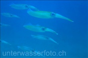 Grossflossen-Riffkalmare (Sepioteuthis lessoniana) im Flachwasserbereich der Celebes-See (Manado, Indonesien) - Bigfin Reef Squids (Celebes-Sea, Indonesia)