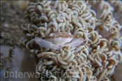 Schwimmkrabbe (Caphyra laevis) in einer Pumpkoralle (Xenia sp.) (Celebes-See, Manado, Indonesien) - Swimmer crab (Celebes-Sea, Indonesia)