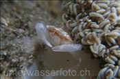 Schwimmkrabbe (Caphyra laevis) neben einer Pumpkoralle (Xenia sp.) (Celebes-See, Manado, Indonesien) - Swimmer crab (Celebes-Sea, Indonesia)