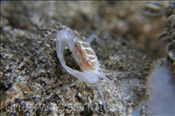 Schwimmkrabbe (Caphyra laevis), (Celebes-See, Manado, Indonesien) - Swimmer crab (Celebes-Sea, Indonesia)