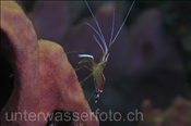 Weissband-Putzergarnele (Lysmata amboinensis), (Celebes-See, Manado, Indonesien) - Pacific Cleaner Shrimp (Celebes-Sea, Indonesia)